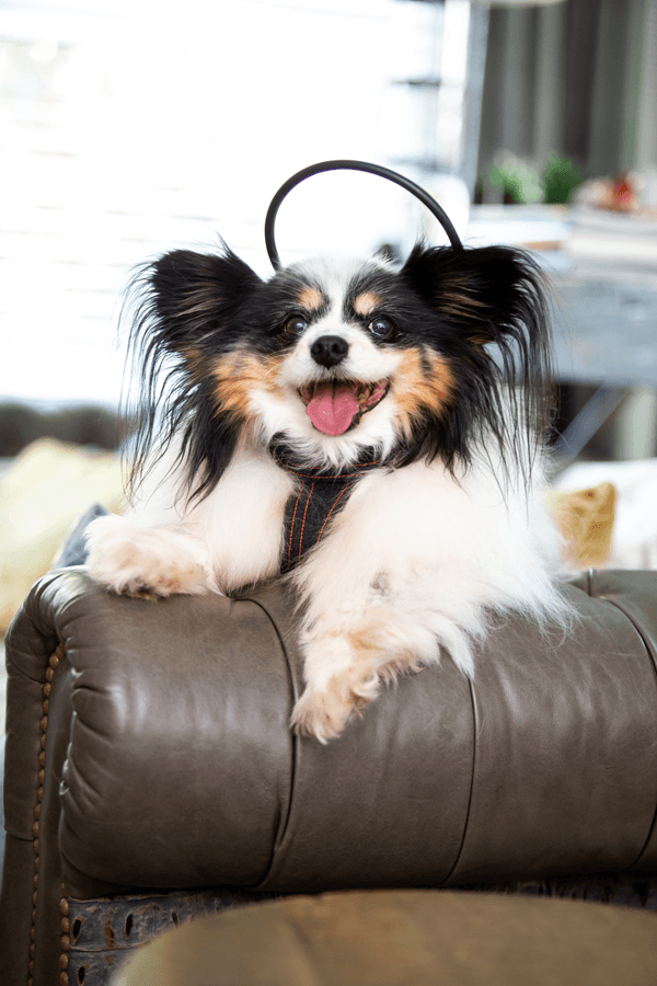 dog with calmer canine