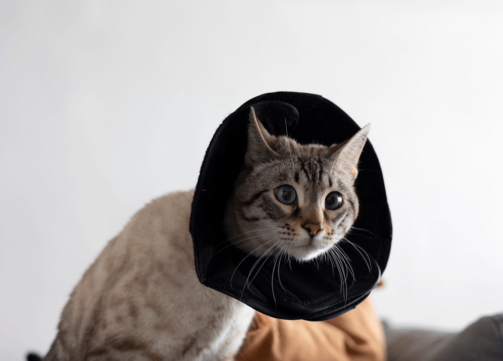 Cat with Dental Loop