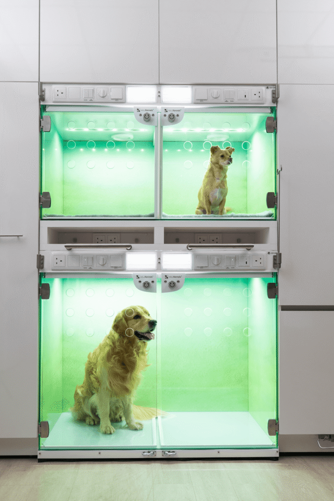 Dogs in Kennel