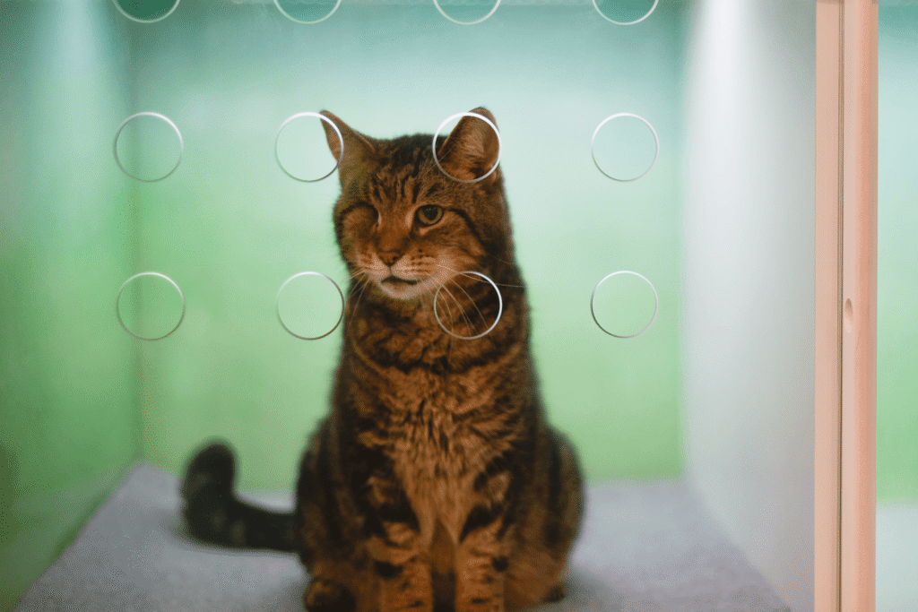 Cat in Kennel