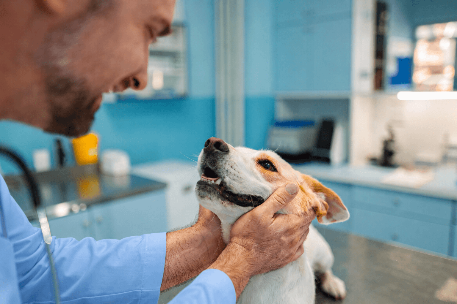 vet with dog