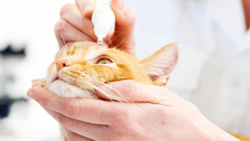 cat receiving eye drops