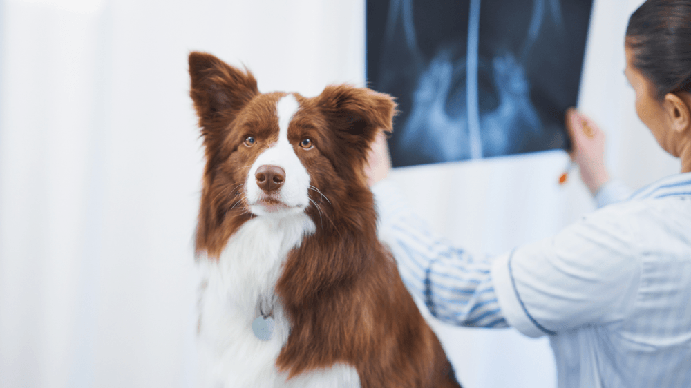 dog with xray