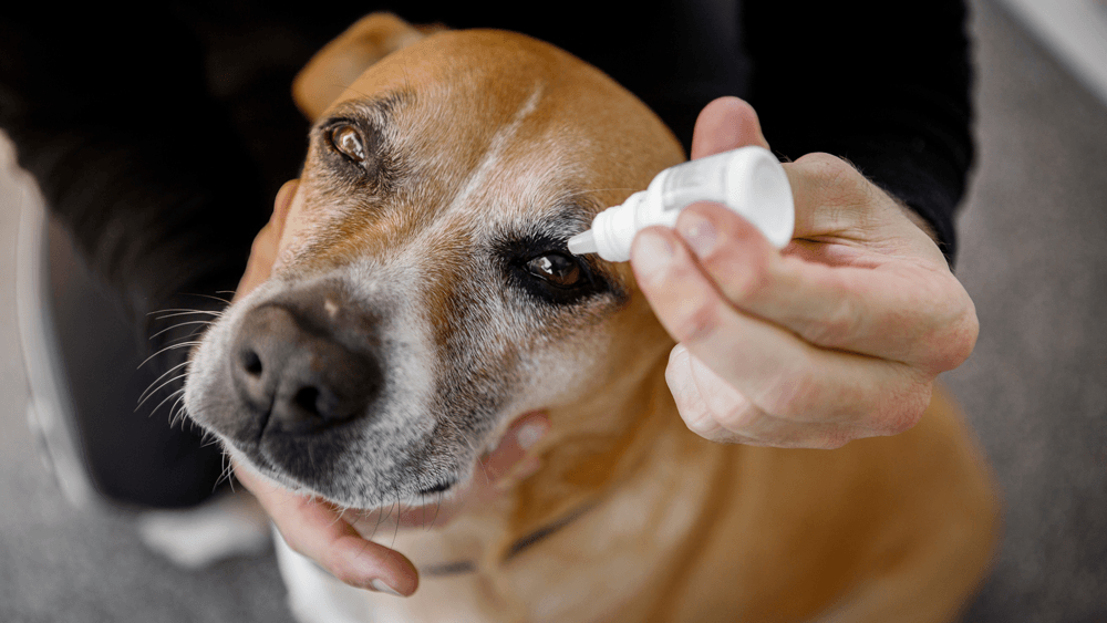 dog receiving eye drops