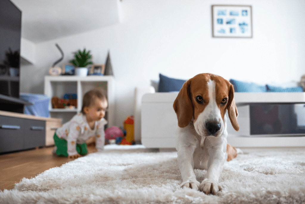 Dog with child
