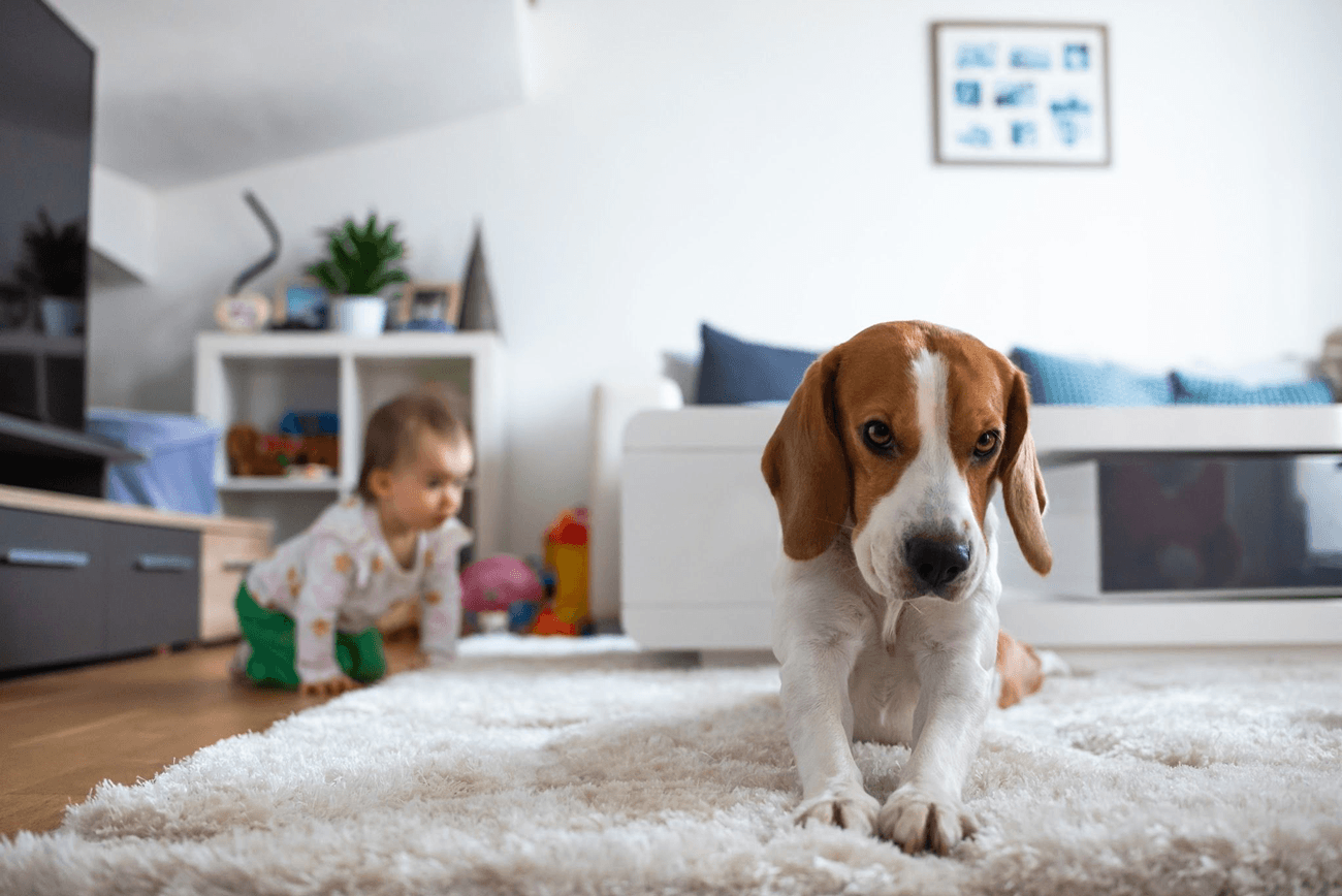 Dog with child
