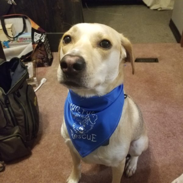 dog with handkerchief