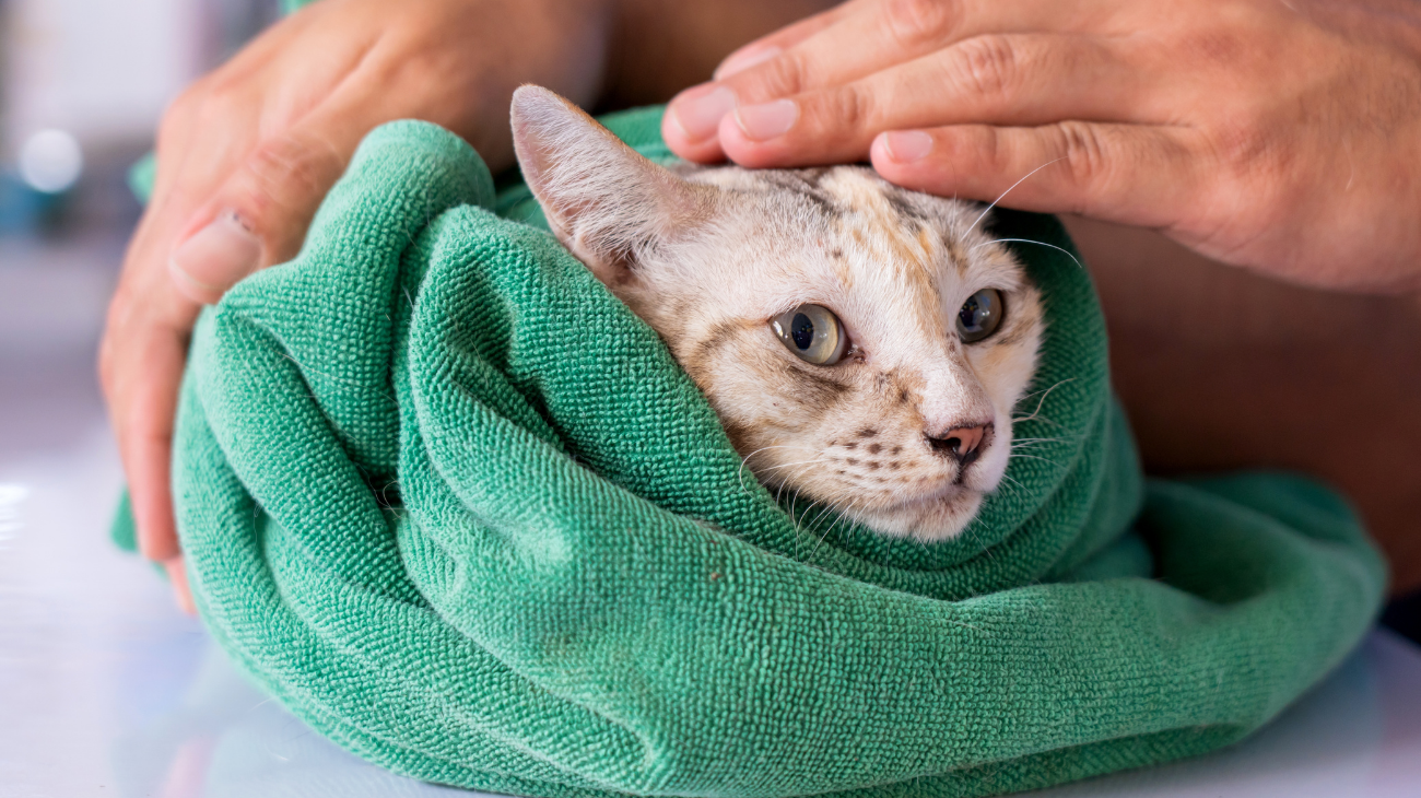 Cat in Blanket