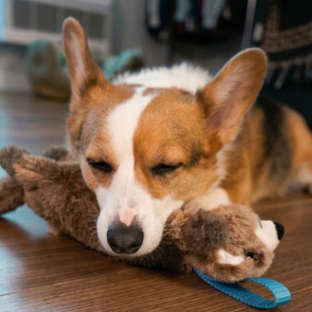 Corgi with toy