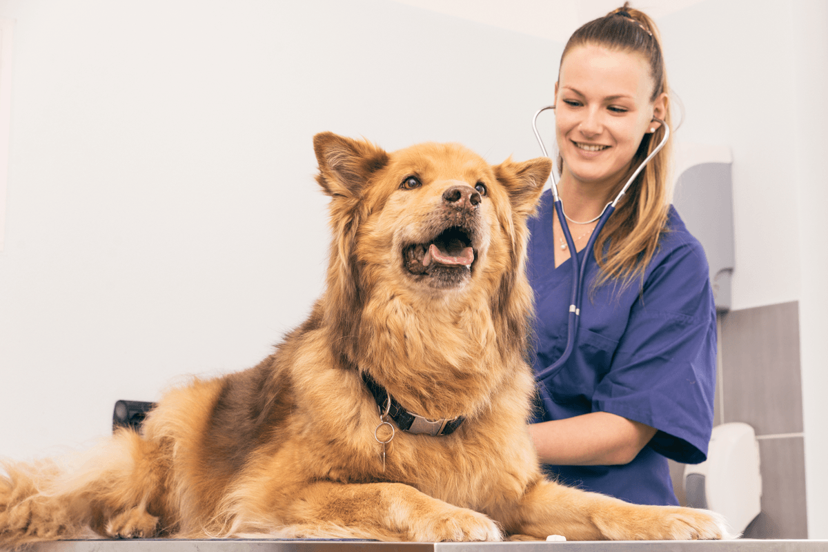 dog examined by veterinarian